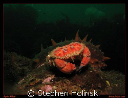 Crab and Sea Cucumber.  Taken in the cold waters of Briti... by Stephen Holinski 